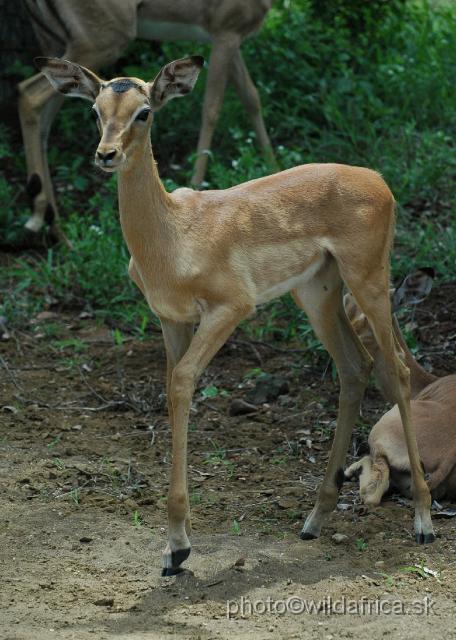 puku rsa 256.jpg - Impala (Aepyceros melampus)